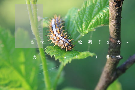 支付寶借唄逾期了2天-支付寶借唄逾期兩天沒(méi)事吧