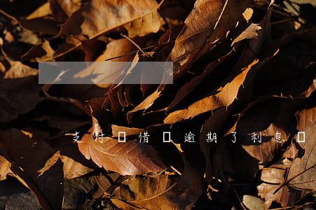 支付寶借唄逾期了利息減免嘛