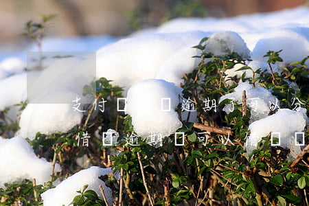 支付寶借唄逾期了可以分期還款嗎-支付寶借唄逾期還可以借錢嗎