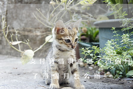 支付寶借唄逾期了四個月-支付寶借唄逾期了四個月怎么辦