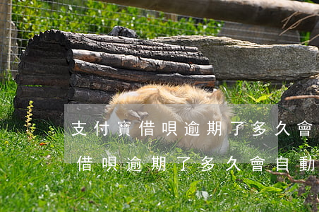 支付寶借唄逾期了多久會自動扣款-支付寶借唄逾期了多久會自動扣款呢