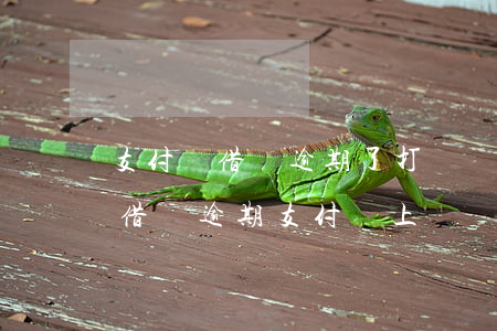 支付寶借唄逾期了,打電話來,說上門是真的嗎（借唄逾期支付寶上門）