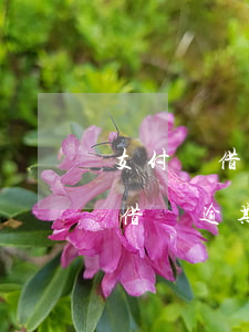支付寶借唄逾期了花唄還可以用嗎-支付寶借唄逾期了花唄還可以用嗎安全嗎