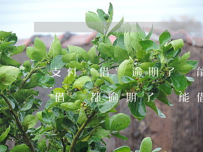 支付寶借唄逾期了還能借錢嗎(支付寶花唄和借唄都逾期了還能借錢嗎)