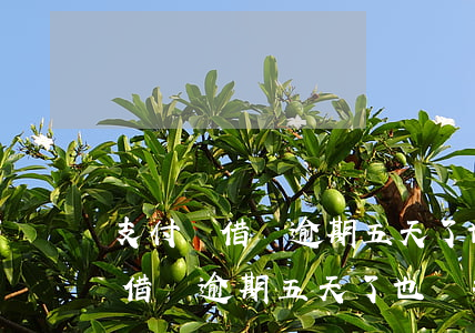 支付寶借唄逾期五天了也沒打電話-支付寶借唄逾期五天了也沒打電話怎么辦