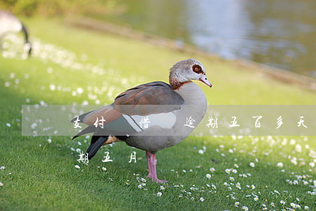 支付寶借唄逾期五百多天了（支付寶借五千逾期五月沒還）