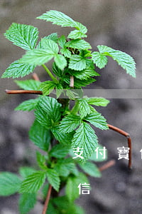 支付寶借唄逾期催收（支付寶借唄逾期催款短信）
