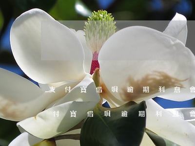 支付寶借唄逾期利息會(huì)高嗎-支付寶借唄逾期利息會(huì)高嗎知乎