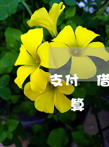 支付寶借唄逾期利息計算公式(借唄逾期費用計算)