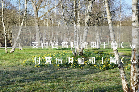 支付寶借唄逾期十萬(wàn)一年多-支付寶借唄逾期十萬(wàn)一年多了
