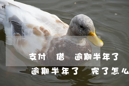 支付寶借唄逾期半年了還完了-支付寶借唄逾期半年了還完了怎么辦