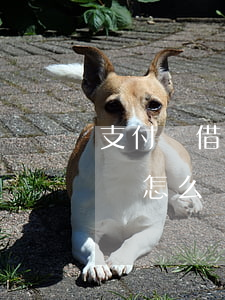支付寶借唄逾期半月會怎樣(支付借唄逾期了會怎么樣嗎)