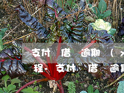 支付寶借唄逾期協(xié)商本金還款流程-支付寶借唄逾期協(xié)商本金還款流程圖