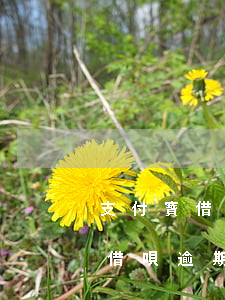 支付寶借唄逾期協(xié)商還款有用嗎(借唄逾期能協(xié)商嗎)