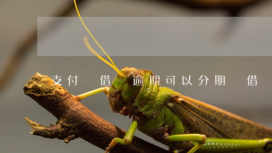 支付寶借唄逾期可以分期嗎(借唄分期逾期了)