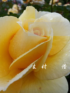 支付寶借唄逾期可以分期還款嘛-