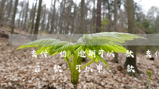 支付寶借唄逾期可以貸款嗎(支付寶借唄逾期后還款還可以申請貸款嗎)