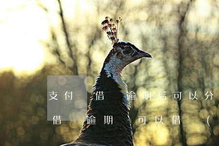 支付寶借唄逾期后可以分期還款嗎-支付寶借唄逾期還可以借錢(qián)嗎