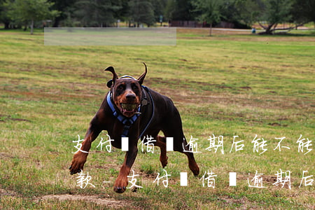 支付寶借唄逾期后能不能協(xié)商還款-支付寶借唄逾期后能不能協(xié)商還款呢