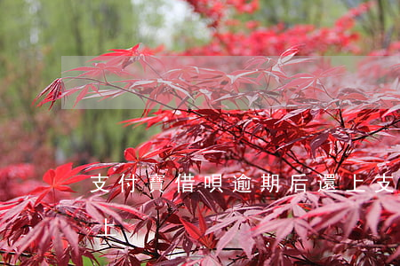 支付寶借唄逾期后還上（支付寶借唄逾期后還上）