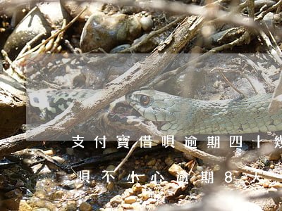 支付寶借唄逾期四十幾天(借錢(qián)唄不小心逾期8天)