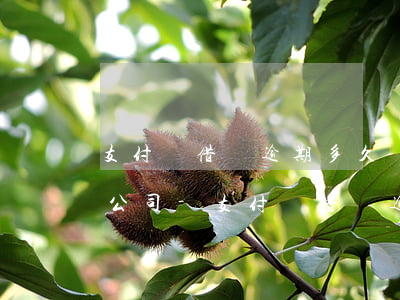 支付寶借唄逾期多久會(huì)打電話到公司-支付寶借唄逾期多久會(huì)打電話到公司