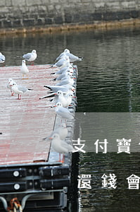 支付寶借唄逾期多久會上黑名單(借唄多久不還錢會進(jìn)黑名單)