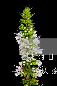 支付寶借唄逾期多久會有利息嗎(支付寶借唄可以逾期多久?)