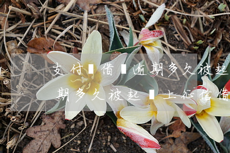 支付寶借唄逾期多久被起訴-支付寶借唄逾期多久被起訴上征信?借唄逾期幾天上征信