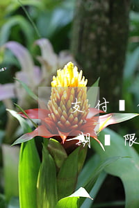 支付寶借唄逾期寬限期幾天-支付寶借唄逾期寬限期幾天啊