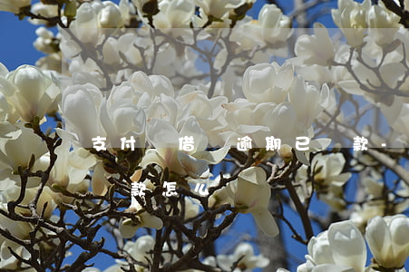 支付寶借唄逾期已還款-支付寶借唄逾期已還款怎么辦