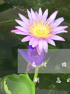 支付寶借唄逾期幾百塊會怎樣(支付寶借唄逾期會怎么樣)