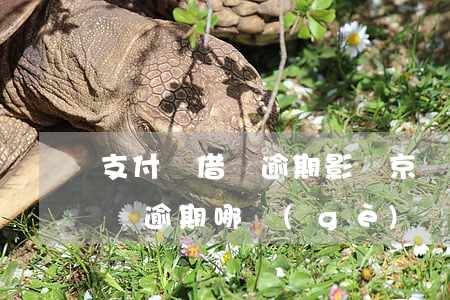 支付寶借唄逾期影響京東金條(借唄逾期和金條逾期哪個(gè)嚴(yán)重)