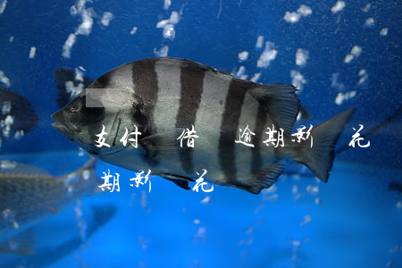 支付寶借唄逾期影響花唄嗎-支付寶借唄逾期影響花唄嗎