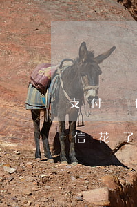 支付寶借唄逾期征信花-支付寶借唄逾期征信花了怎么辦