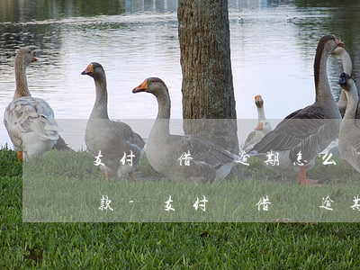 支付寶借唄逾期怎么協(xié)商延期還款-支付寶借唄逾期怎么協(xié)商延期還款客服電話