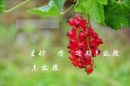 支付寶借唄逾期怎么投訴-支付寶借唄逾期怎么投訴電話