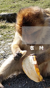支付寶借唄逾期怎么算的(借唄逾期怎么計算啊?)