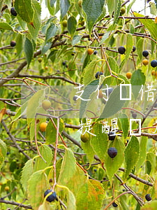支付寶借唄逾期提醒圖片-支付寶借唄逾期提醒圖片怎么弄