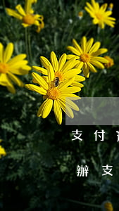 支付寶借唄逾期暫時(shí)還不上怎么辦（支付寶借唄逾期了暫時(shí)）