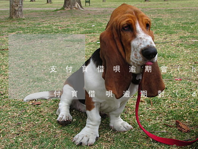 支付寶借唄逾期會(huì)影響工作嗎(支付寶借唄逾期對(duì)花唄有影響嗎)