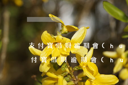 支付寶借唄逾期會(huì)影響征信-支付寶借唄逾期會(huì)影響征信?