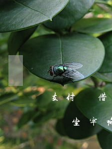 支付寶借唄逾期會坐牢嘛-支付寶借唄逾期會坐牢嘛知乎