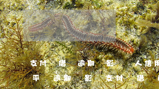 支付寶借唄逾期會影響個人信用嗎(其它借款平臺逾期會影響支付寶借唄的信用嗎)