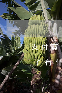 支付寶借唄逾期會被扣嗎 支付寶的借唄逾期了有什么后果
