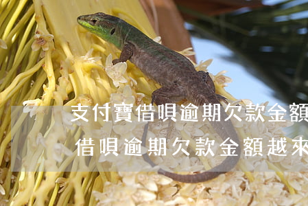 支付寶借唄逾期欠款金額越來越多-支付寶借唄逾期欠款金額越來越多怎么辦
