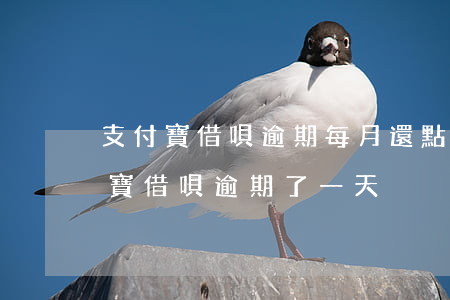 支付寶借唄逾期每月還點(diǎn)(支付寶借唄逾期了一天)