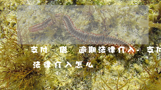 支付寶借唄逾期法律介入-支付寶借唄逾期法律介入怎么辦