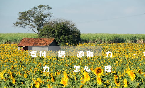 支付寶借唄逾期無力償還-支付寶借唄逾期無力償還怎么處理
