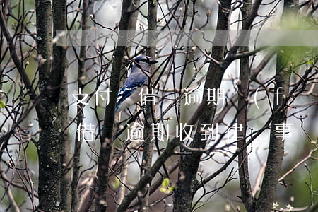 支付寶借唄逾期發(fā)回律師函(支付寶借唄逾期收到律師事務(wù)所通知函怎么辦)